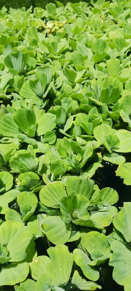 Floating Plant Combo