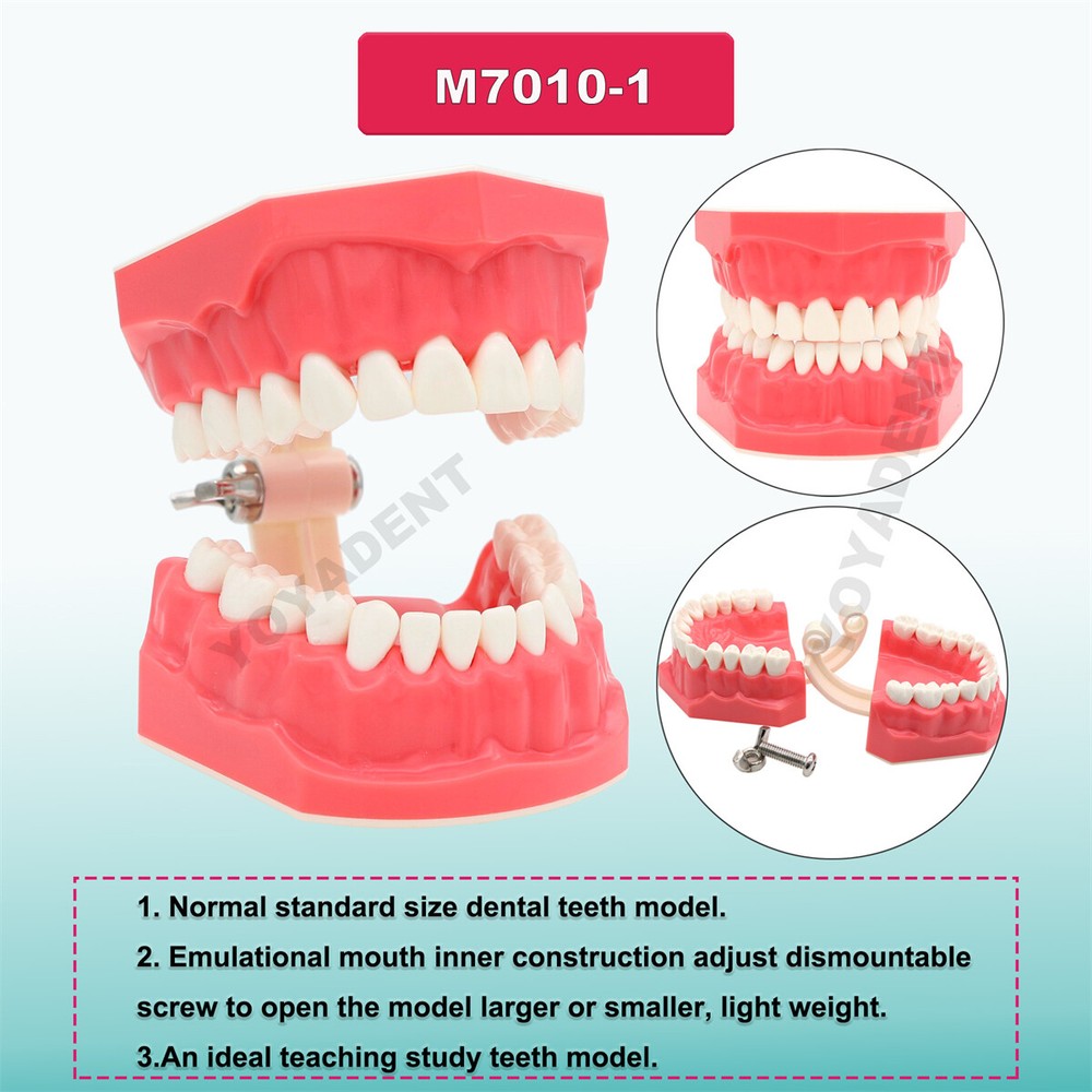 Dental Orthodontic Typodont Teeth Model with Brackets Brushing Flossing Practice