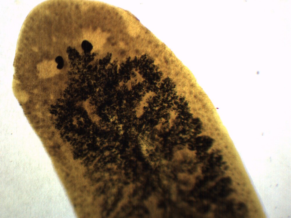 Carbon Fed Planaria - Prepared Microscope Slide - 75x25mm - Eisco Labs
