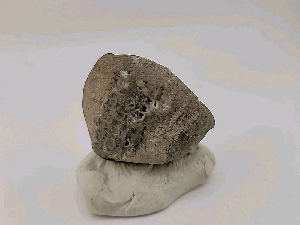 Egg Fossil Permineralized