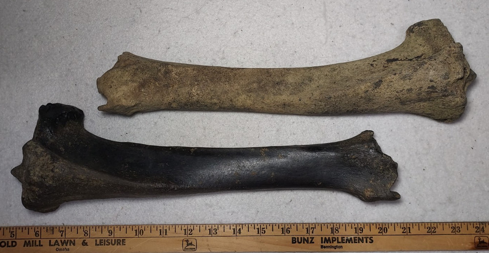 Bison Left & Right Tibia Bone Fossil from Ice Age