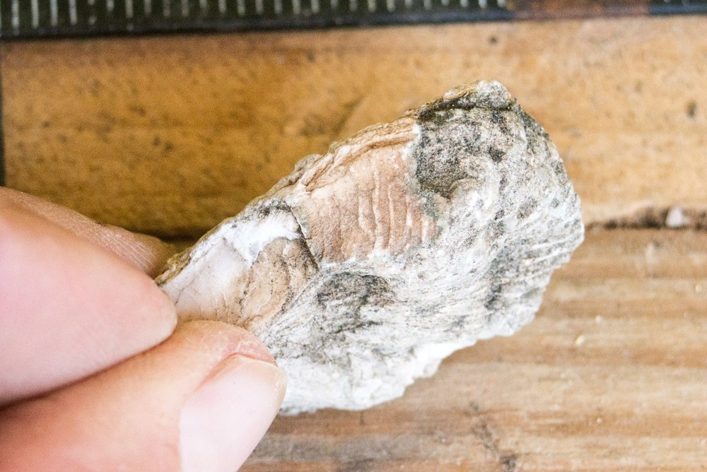 NE Oklahoma Fossil