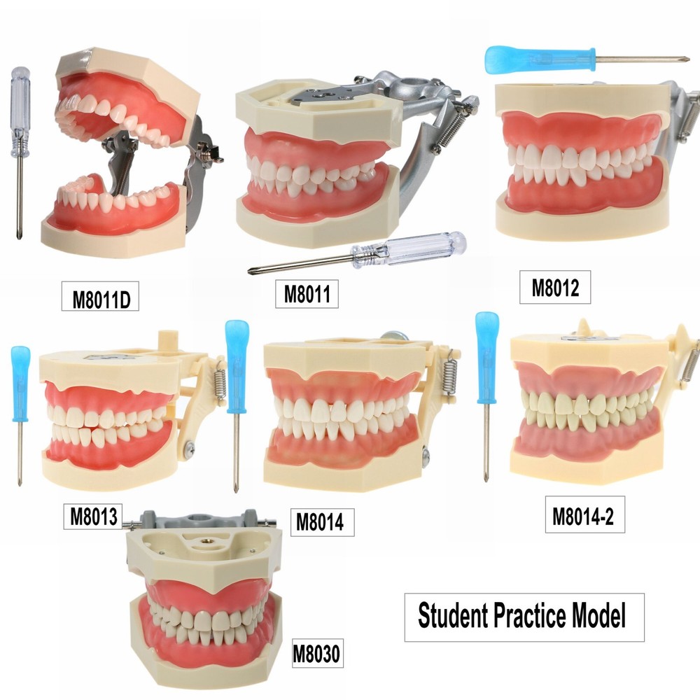 Dental Typodont 28/32PCS Teeth Models for Students Practice Model M80 Series