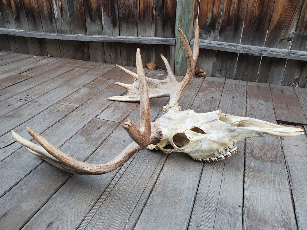 Shiras Moose European Mount