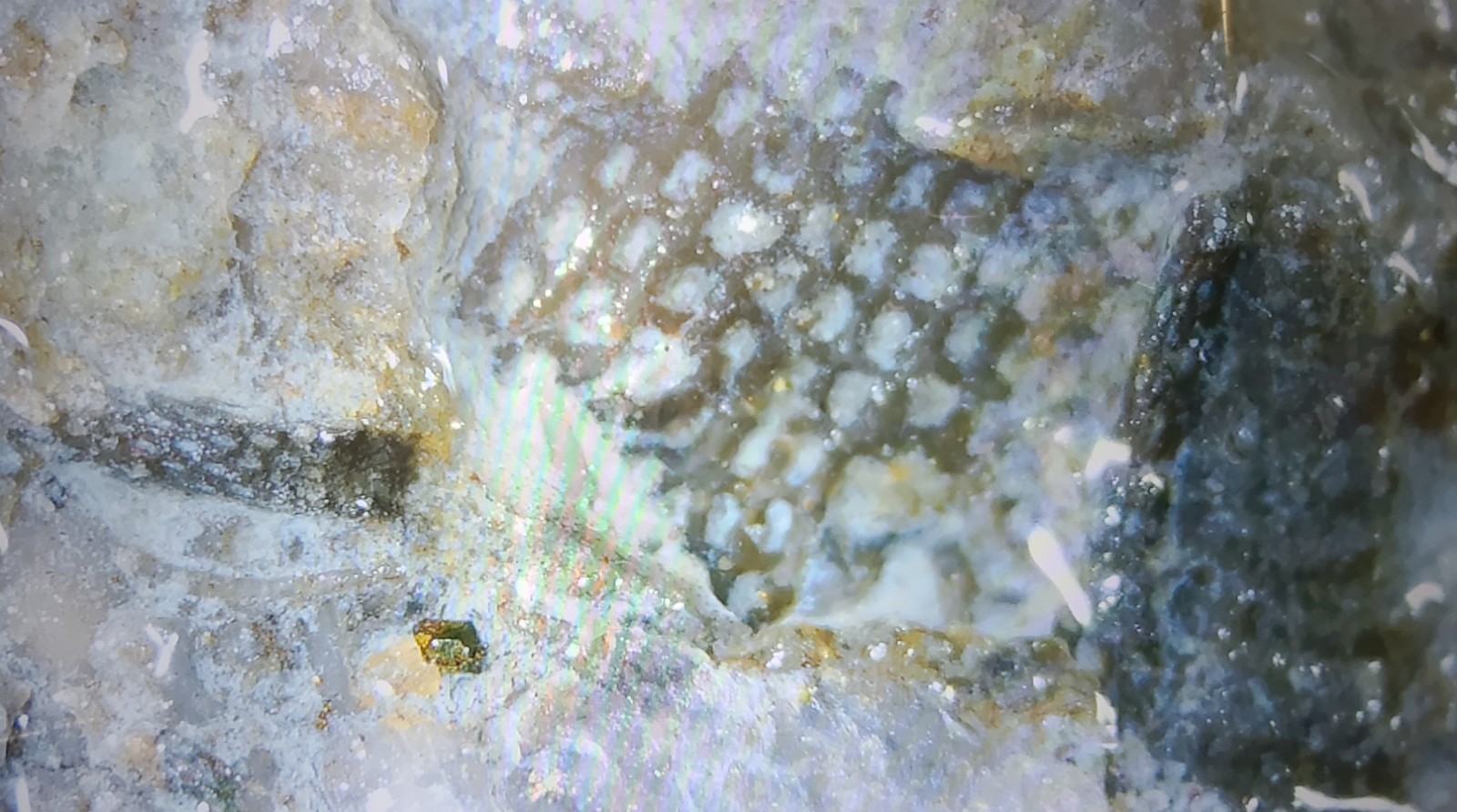 Silurian Sea Bed Fossil NW Ohio