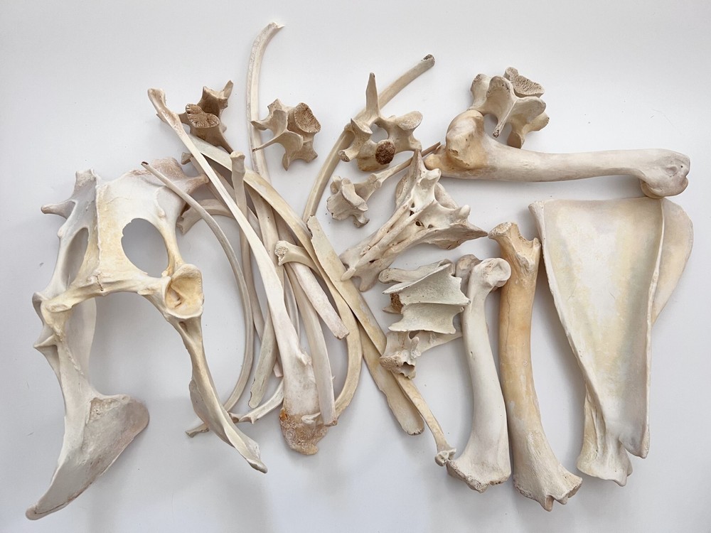 1 Pound Box Assorted Wild Boar Bones 1" - 8" For Bone Crafts