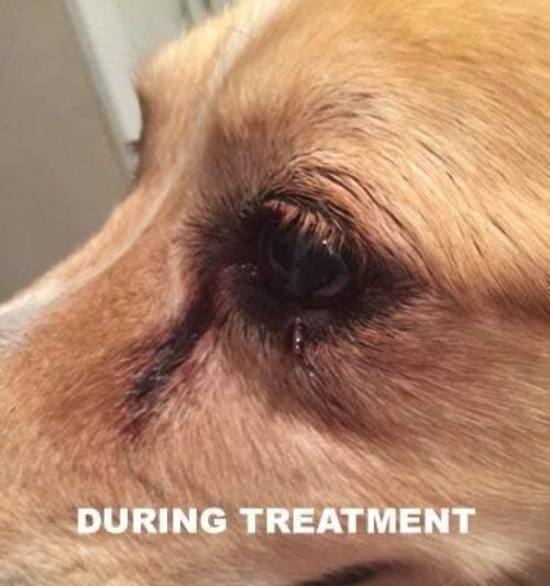 30ml Natural Dog Wart & Papilloma Solution - Easy, Painless Application