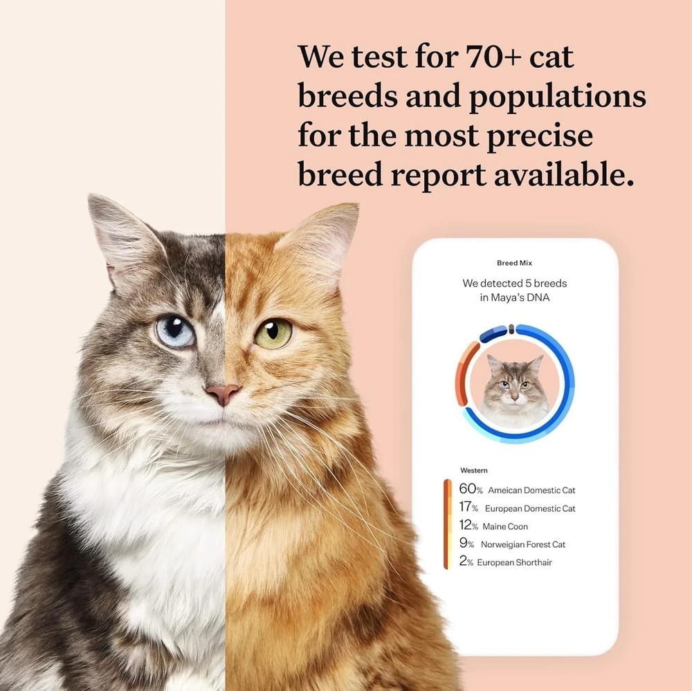 Wisdom Panel Complete: Comprehensive Cat DNA Test kit #15000