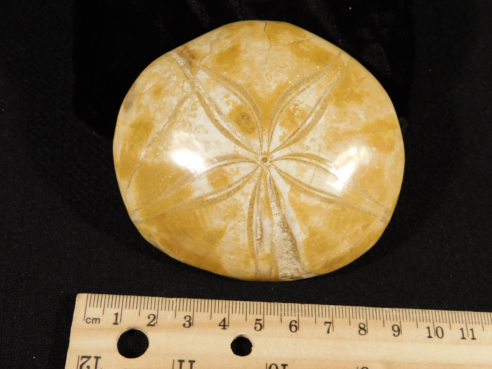 Big! Polished 150 Million Year Old! AAA SAND DOLLAR Fossil Madagascar 211gr