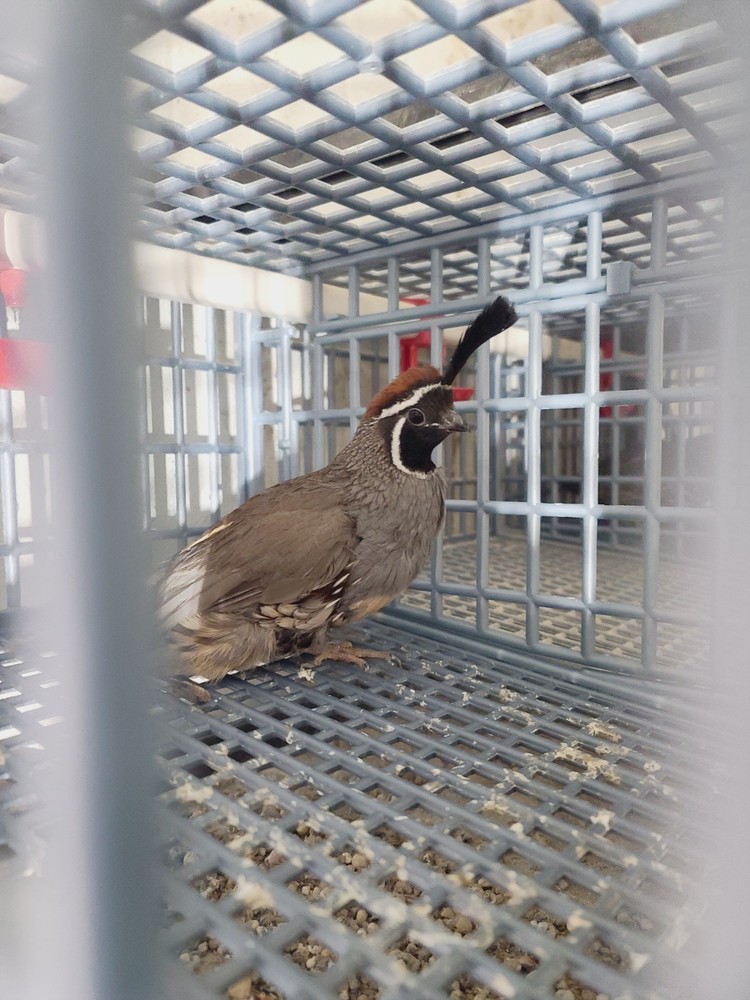 25 Valley Quail Hatching Eggs