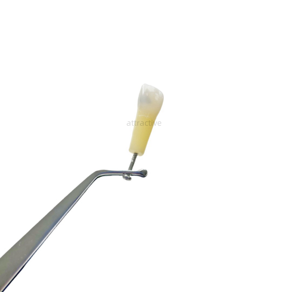Dental Molar/Front Vitro Teeth Decay Caries Tooth Model Dentist Student Practise