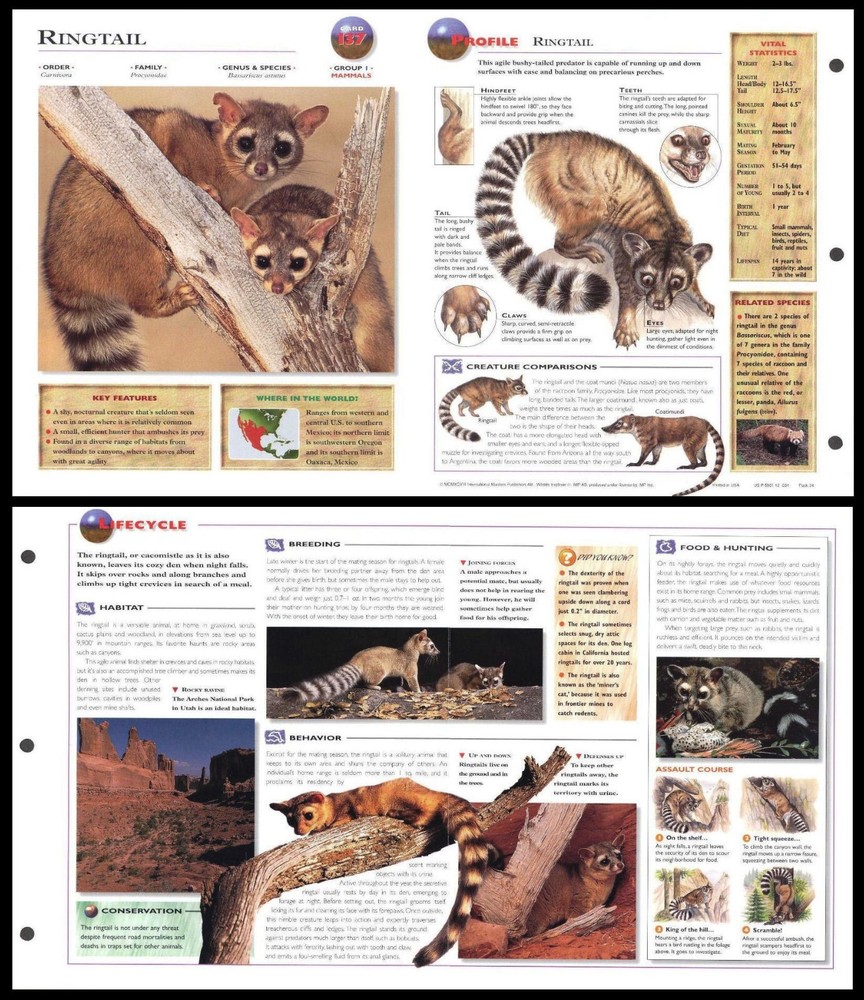 Fold-Out Sheet - Ringtail - 137