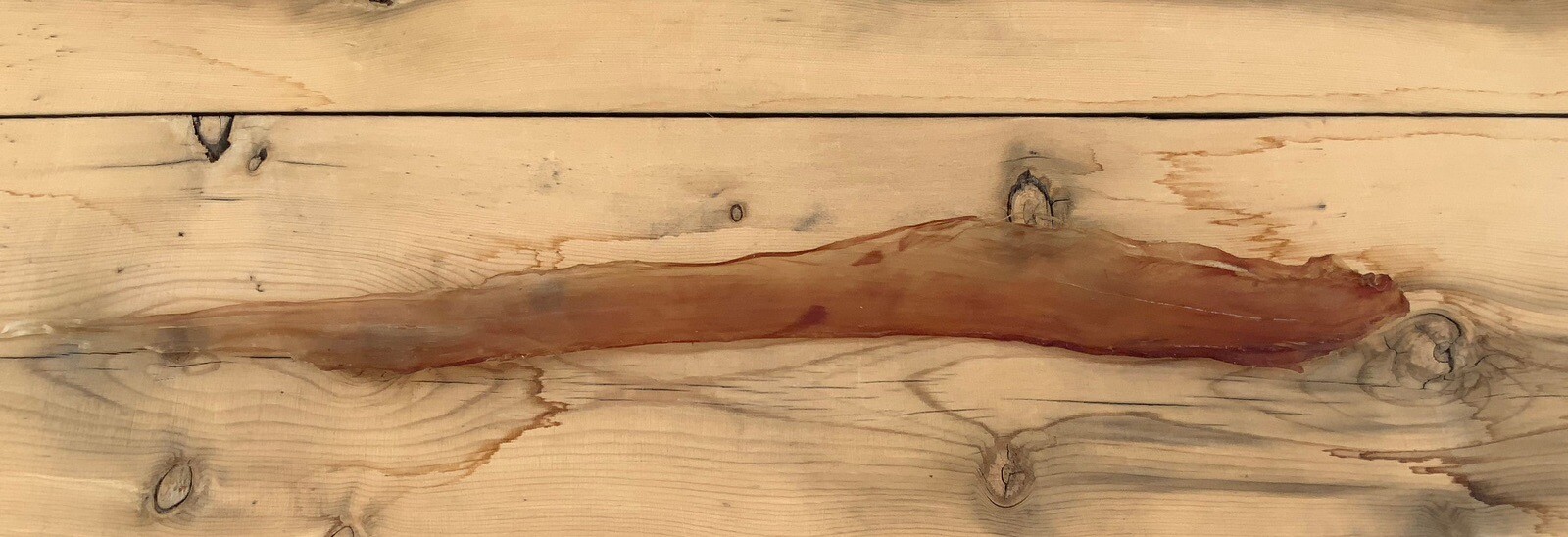 5 Deer Backstrap Sinew Authentic 14-16”