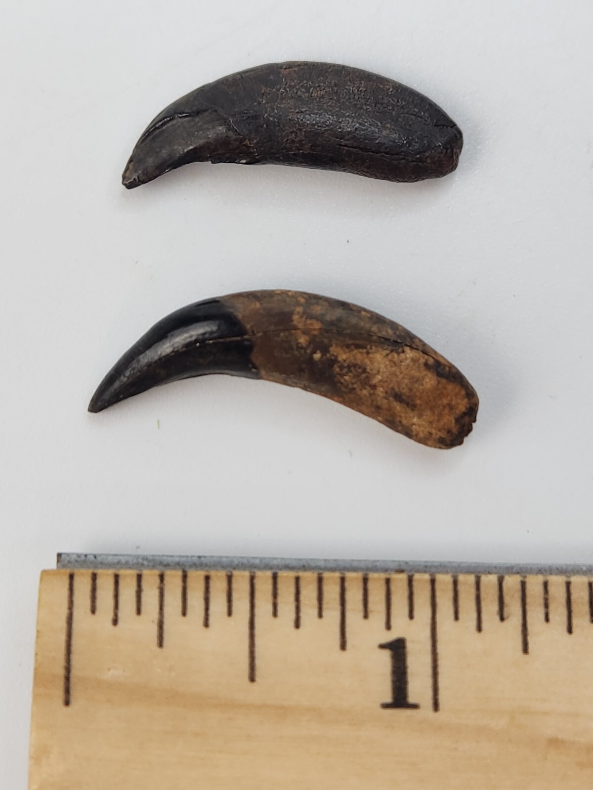 Raccoon Rooted Upper Canine Tooth Fossil - Florida Pleistocene - 1 Per Purchase