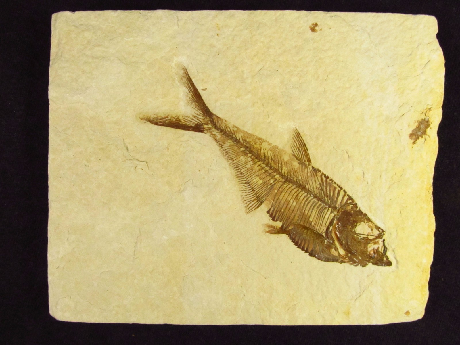 A Grade Diplomystus dentatus Fossil Fish Green River Formation Wyoming