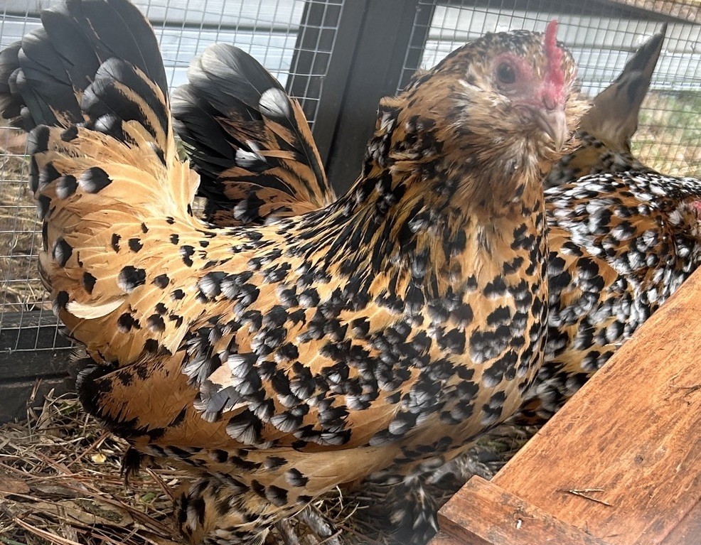 Belgian Bearded Mille Fleur D’Uccle Hatching Eggs 6 Plus 1