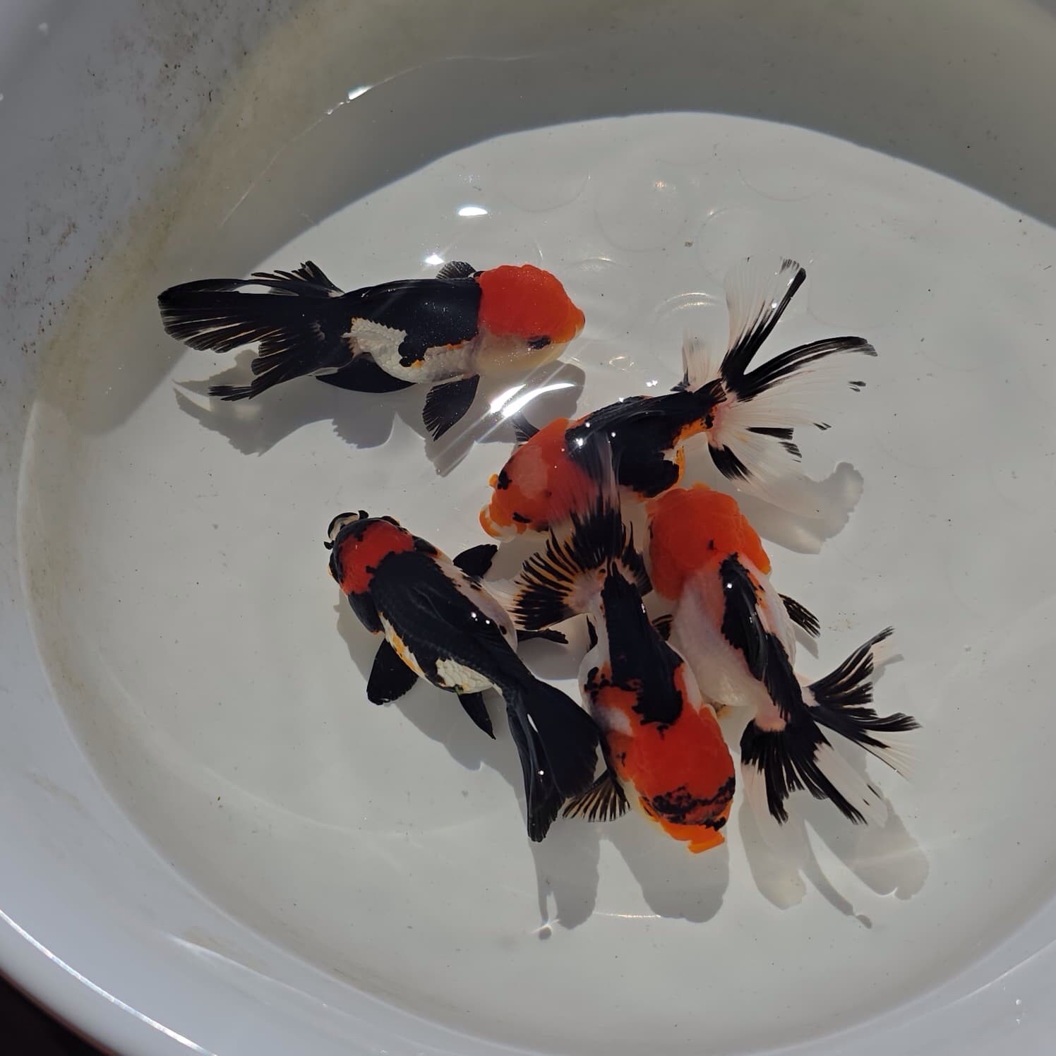 Live Oranda Tri Color Juvenile Goldfish short body 2 to 2.5 inch