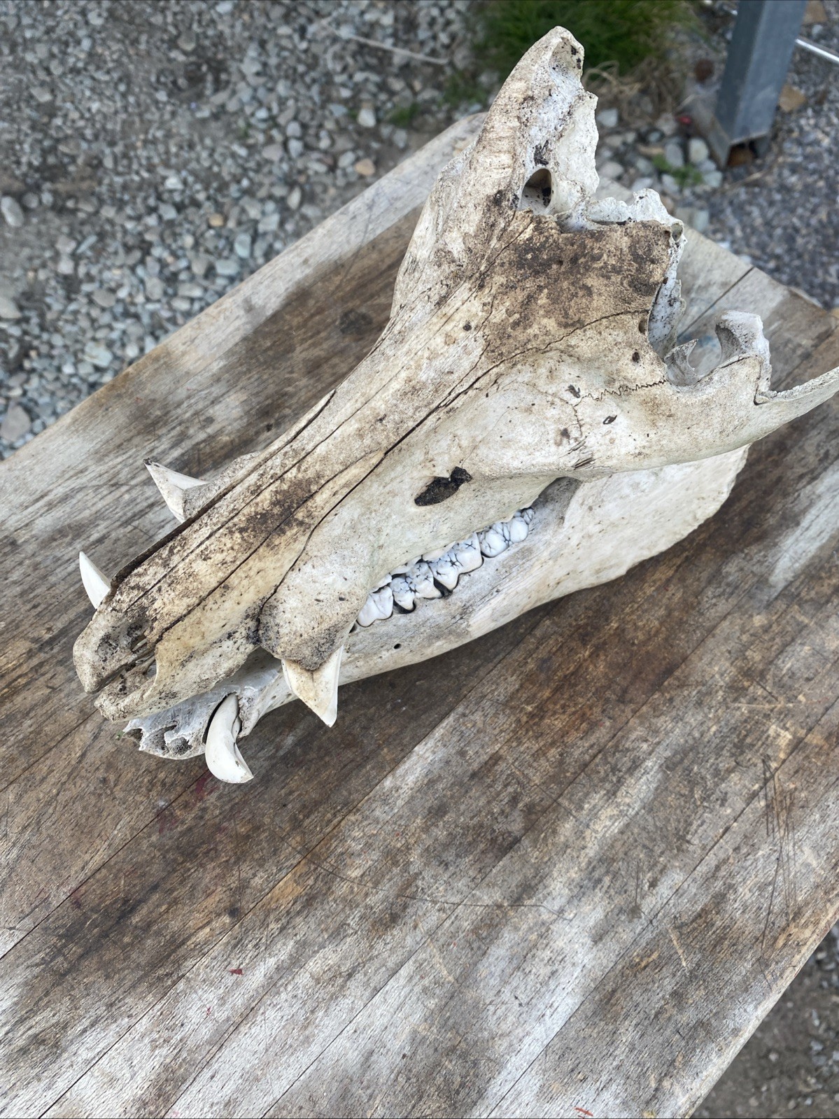Wild Boar Full Skull Feral Hog Pig Tusk Cabin Decor Taxidermy Teeth