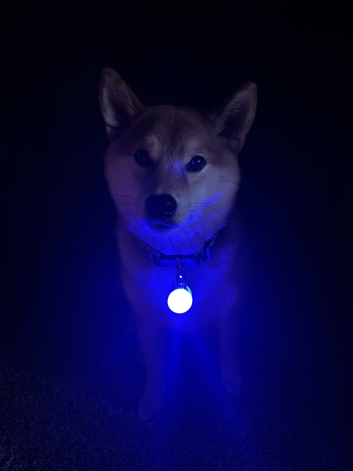 Rechargeable Dog Cat Collar Lights LED Clip on Light Veteran Owned