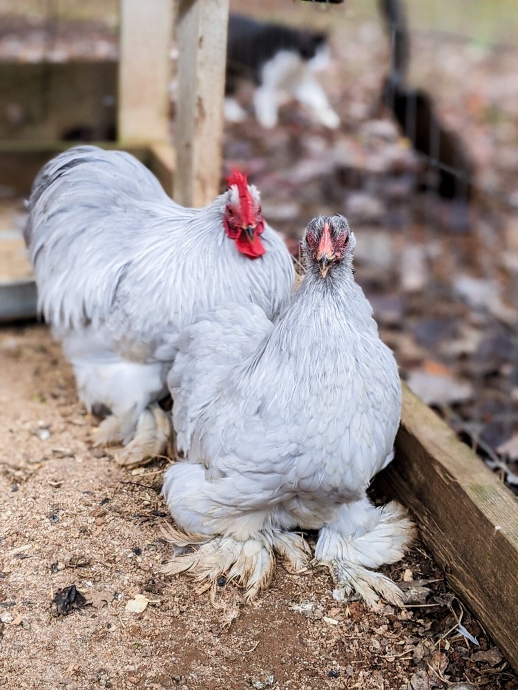 6+ Lavender (Self Blue) Bantam Cochin Hatching Eggs