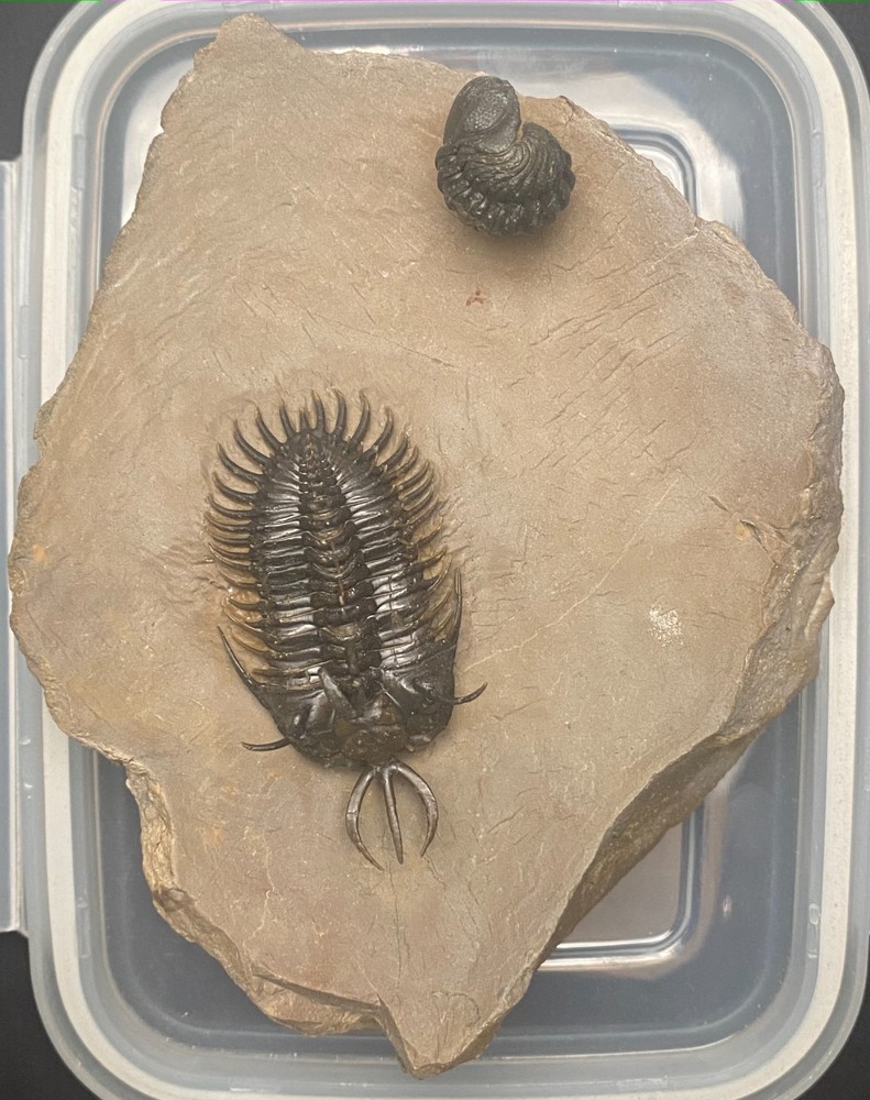 walliserops hammii & phacops