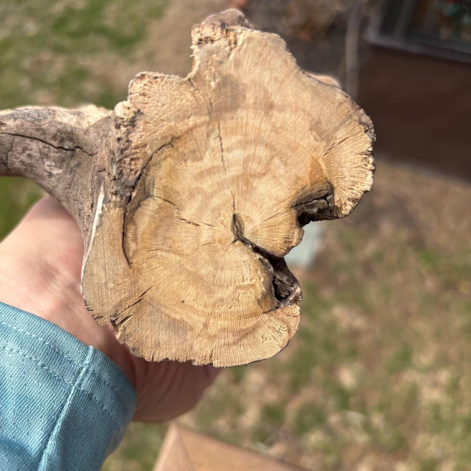 Knobby Tree Shaped Driftwood 14x5x5 – Sculptural Natural Wood Decor