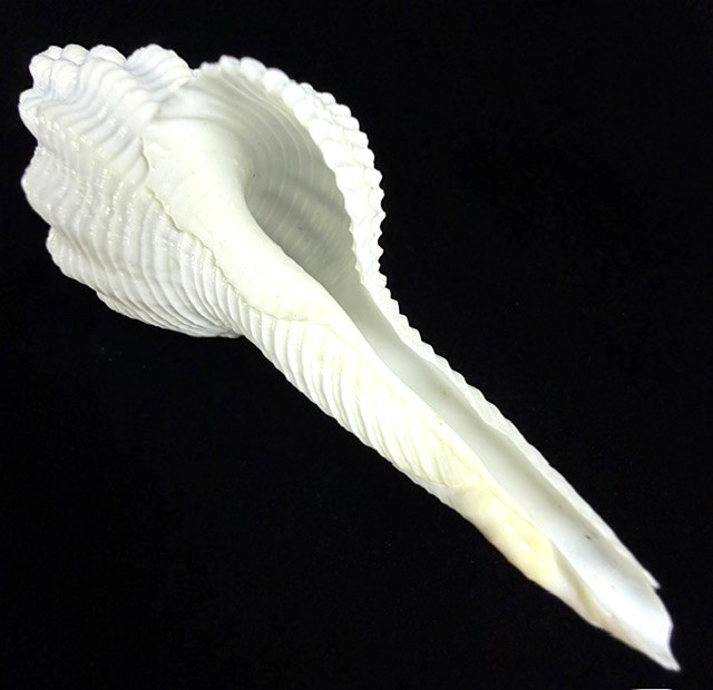 White Spindle Shell Large 131.9mm Fusinus Colus Ocean shell decor