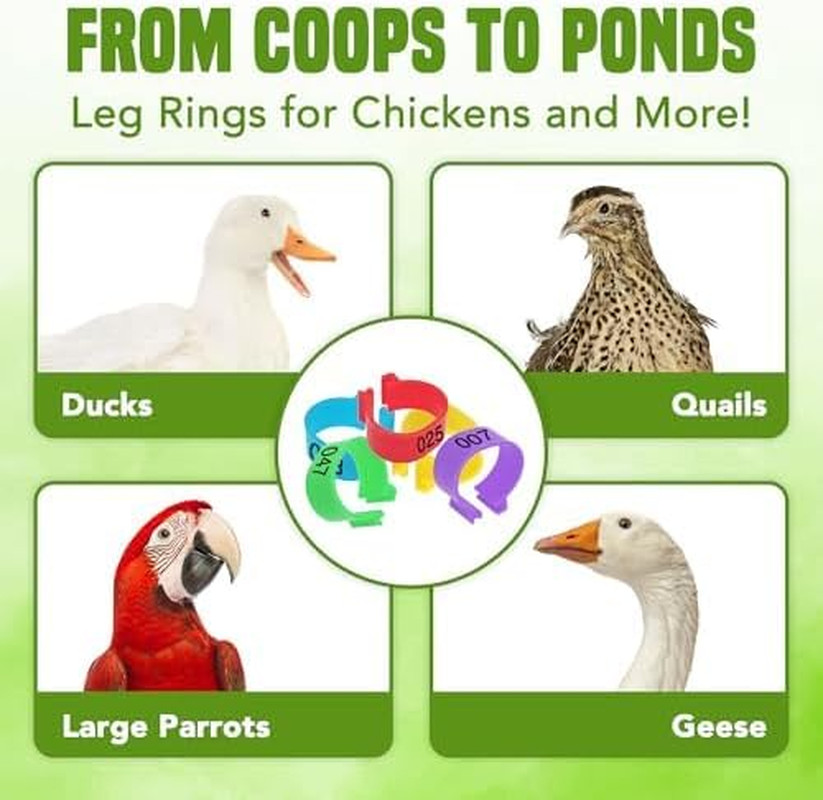 Multi-Colored Poultry Leg Bands for Identification, 100 Pcs, 0.6