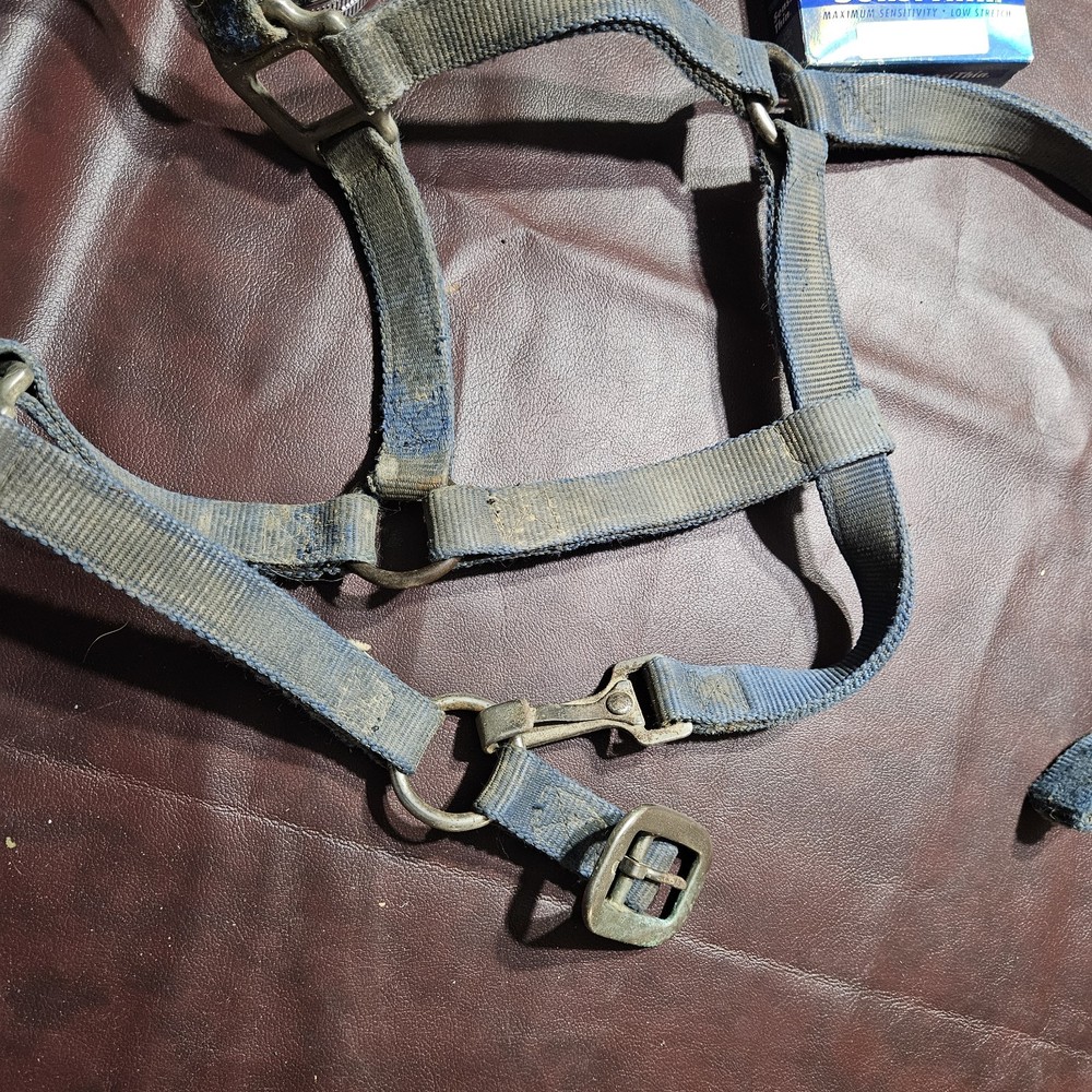 Two Yearling Medium Horse Leather Double Poly Stitched Halter