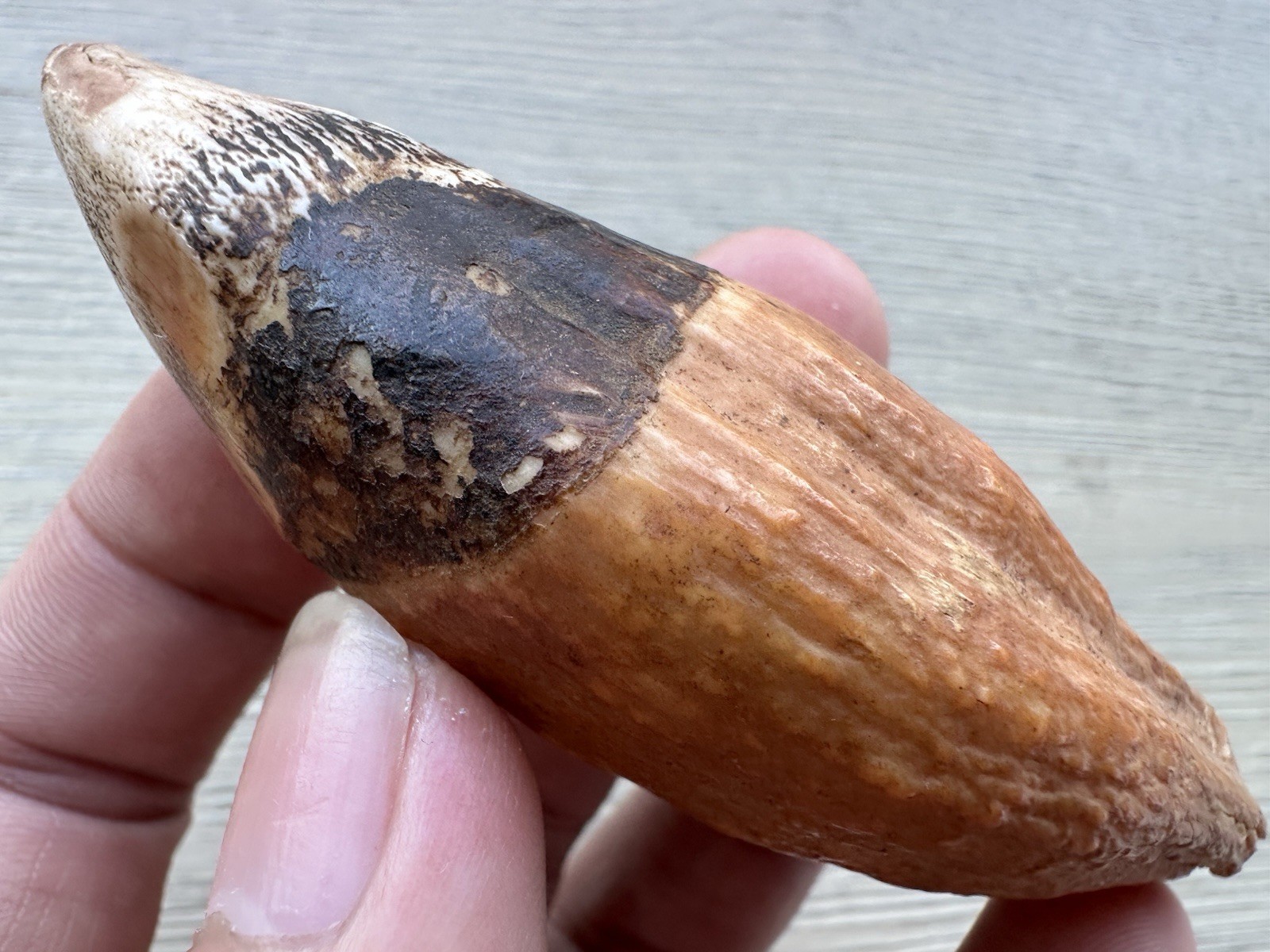 3.8” Ursus Spelaeus 25,000 Years Old Cave Bear Tooth Perfect Condition