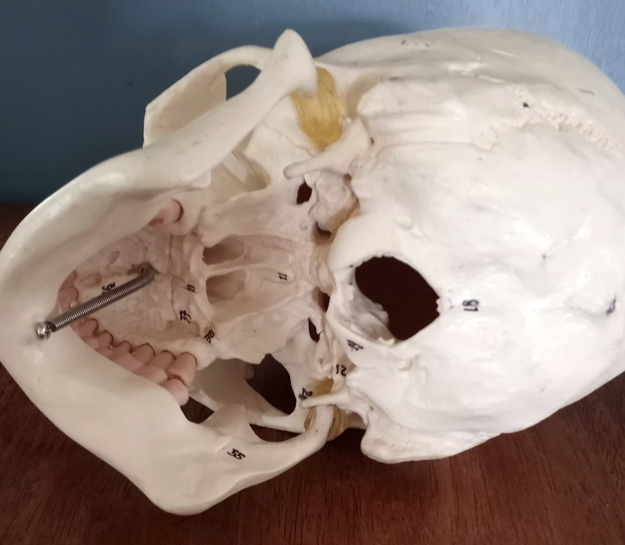 Anatomy - Human Skull lModel