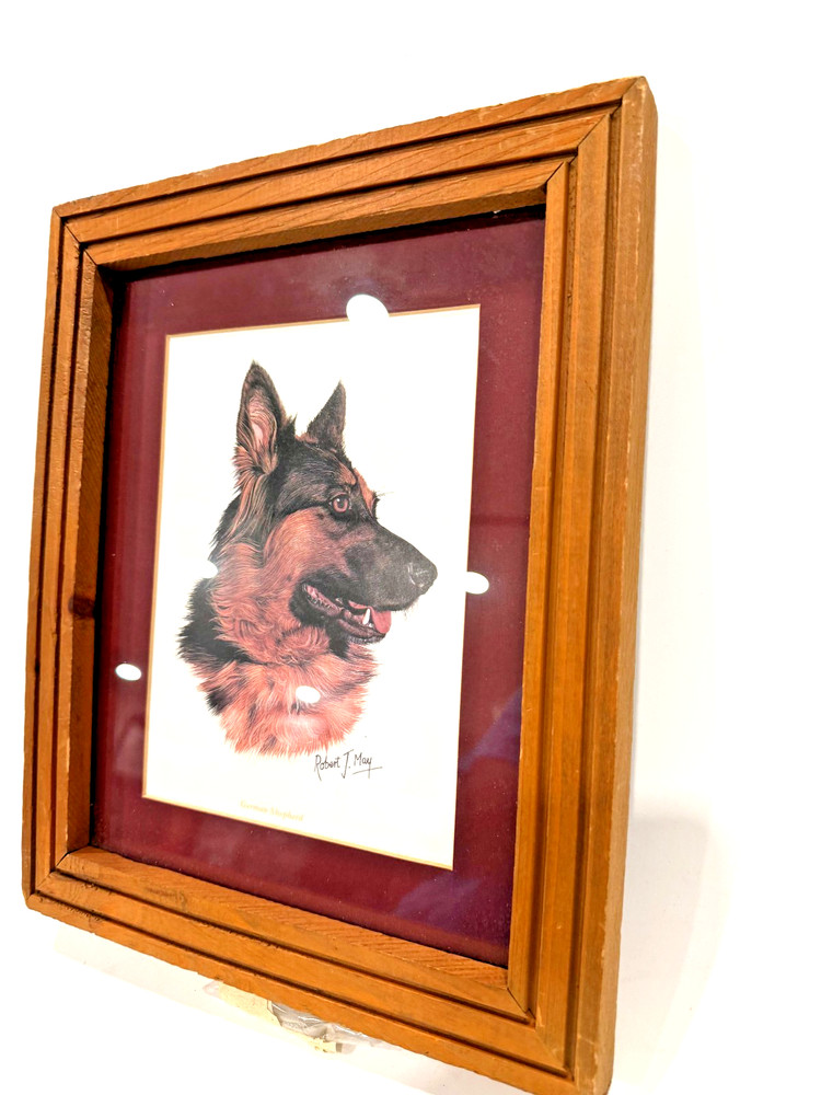 German Shepherd Print by Robert J. May
