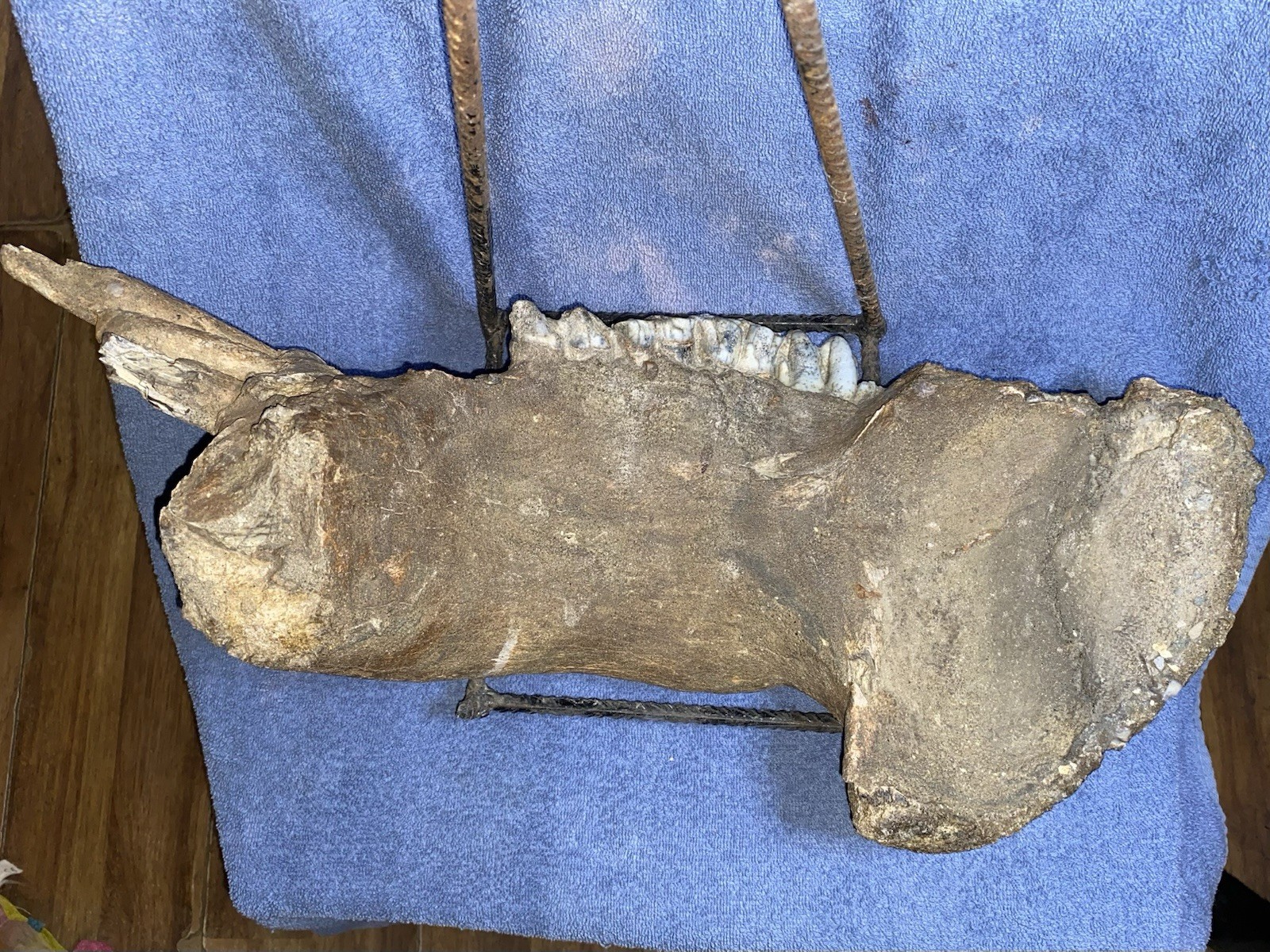 Hippopotamus Jaw Fossil, Indonesia Ice Age