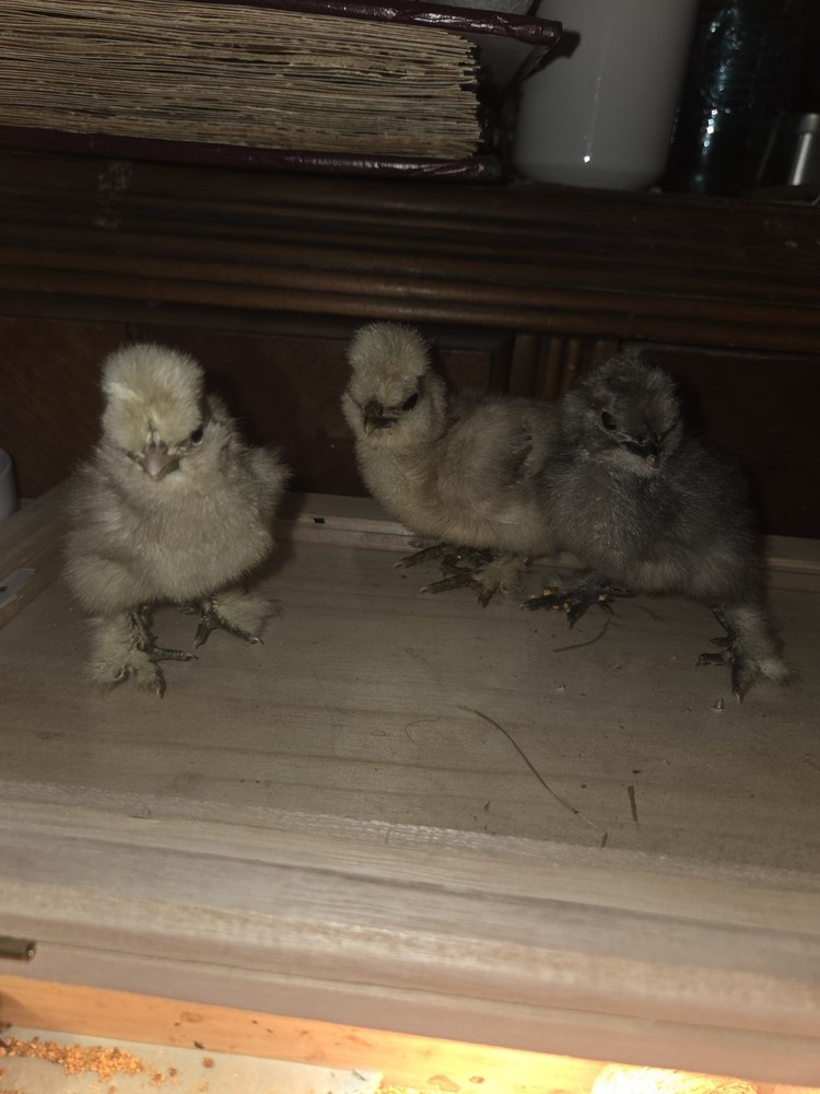 6+ Silkie Fertilized Eggs