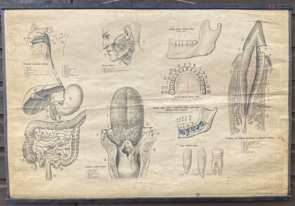 Original 1950s anatomical school chart human teeth & digestive system