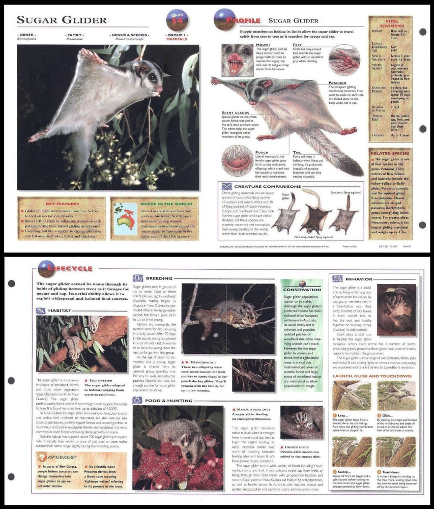 Fold-Out Sheet - Sugar Glider - 54