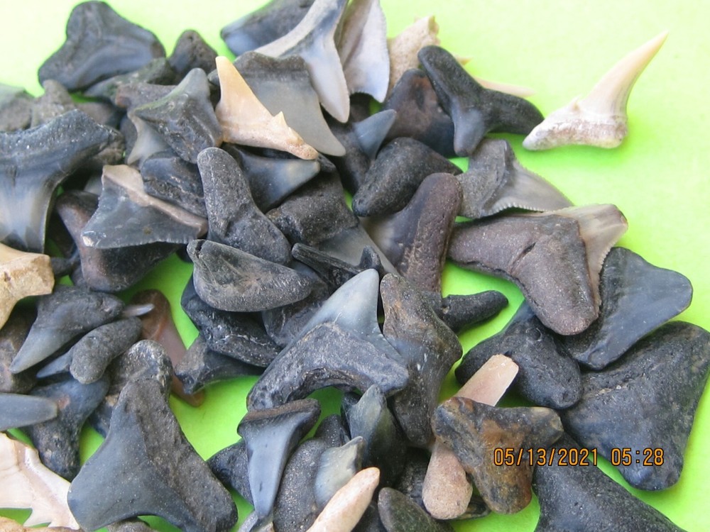 500 FOSSILS WHOLESALE