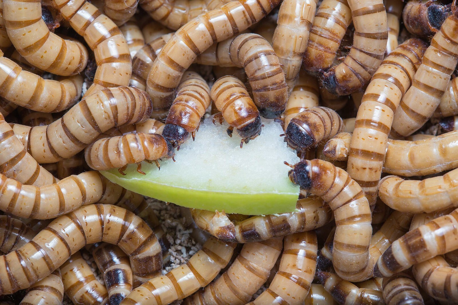 Live Superworms 25 - 3000 + Bonus Reptile Feeders Food Insects