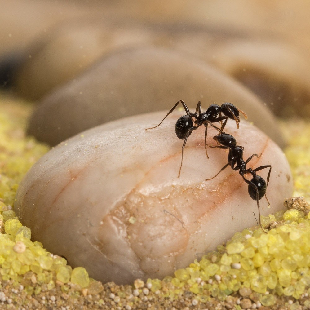 Sand Ant Farm Medium (Anthill, Formicarium, Educational, Ants)