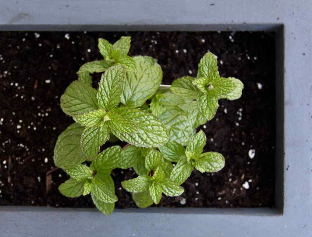 Pro-Mix HP Potting Mix Seed Germination Soilless Growing Media Mycorrhizae FAST