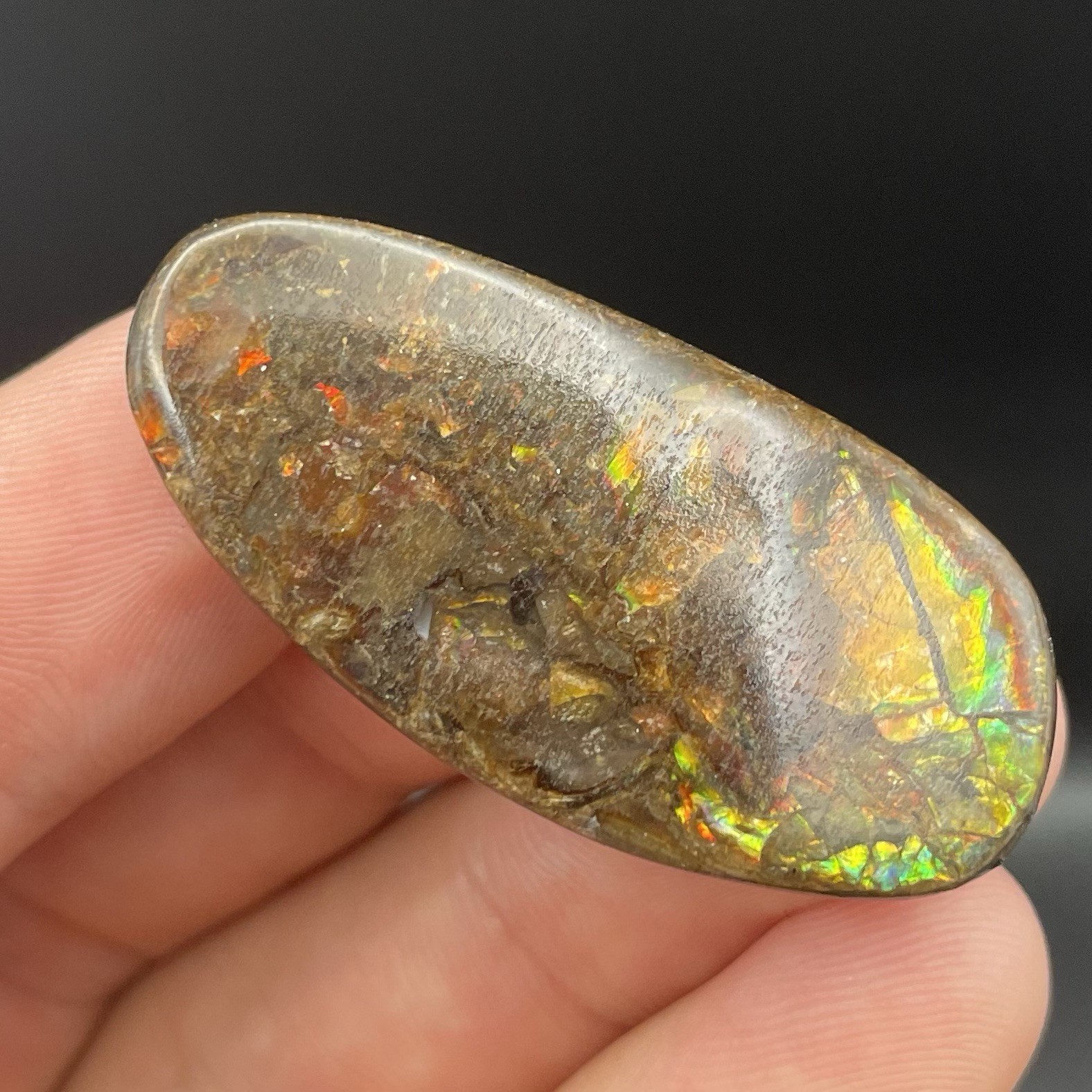 BEAUTIFUL Canadian Ammolite Gemstone Ammonite Fossil Piece Bear Paw Formation