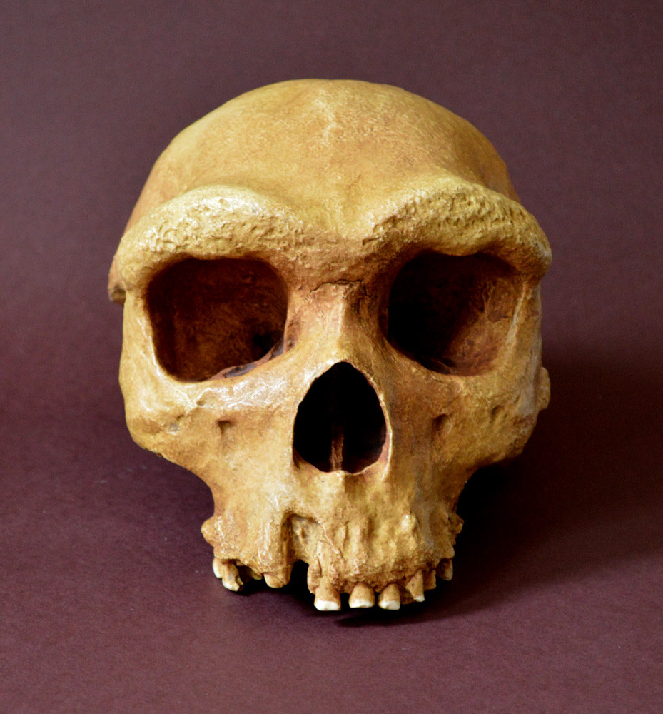 Homo Heidelbergensis Skull Replica
