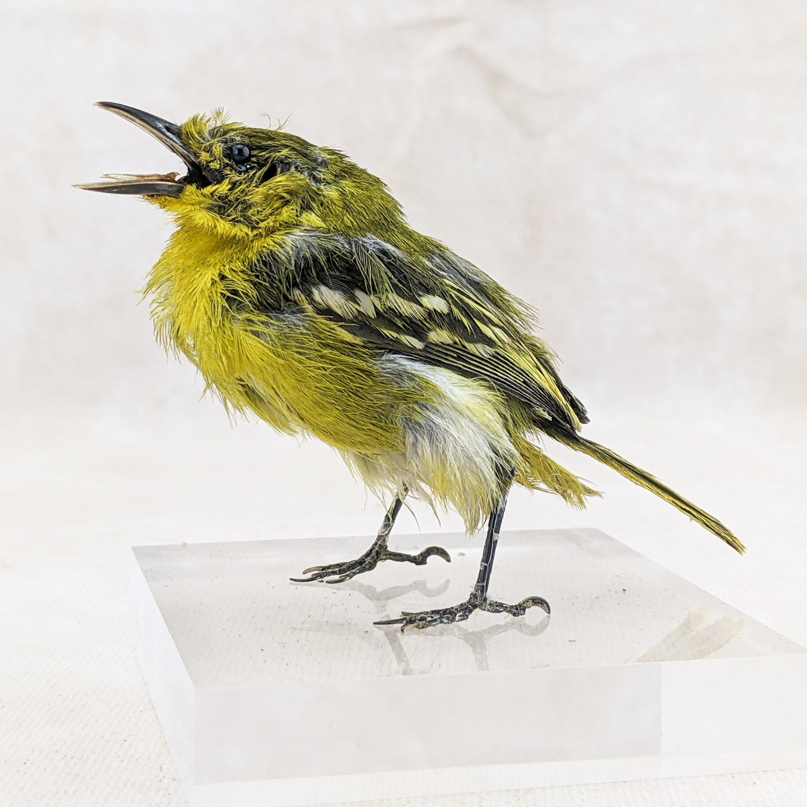 Iora bird taxidermy Bird Specimen oddities taxidermy curiosities oddities craft
