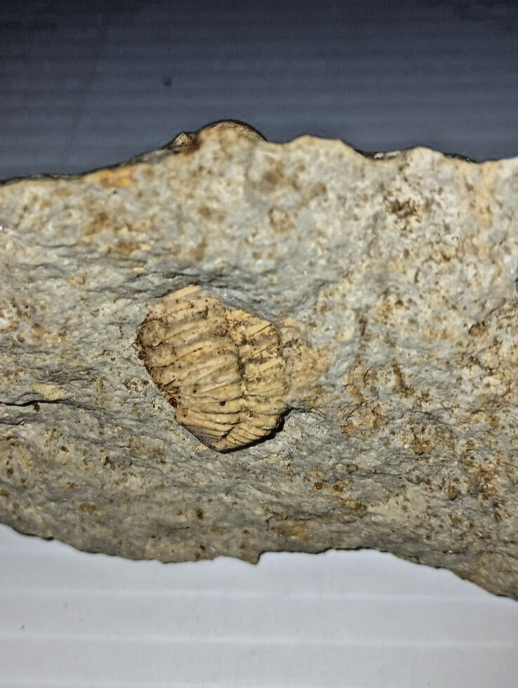 Trilobite Fossil