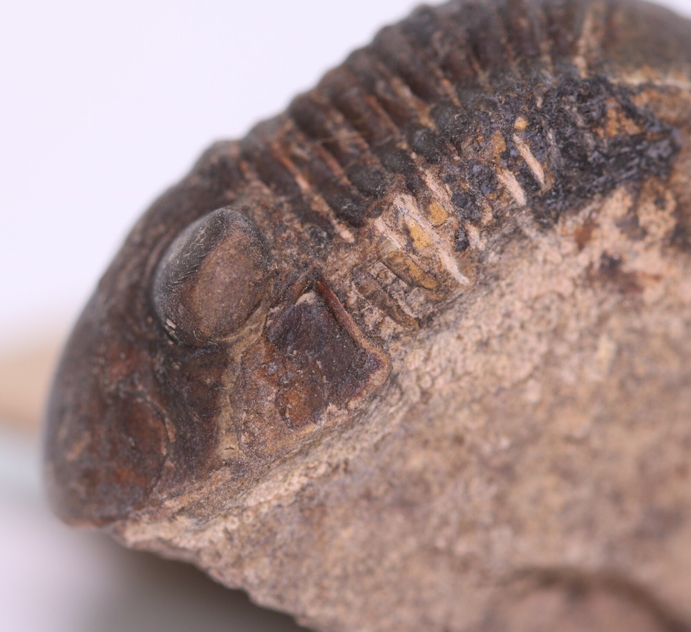 Fossil Trilobite Paralejurus Devonian Morocco COA 5483