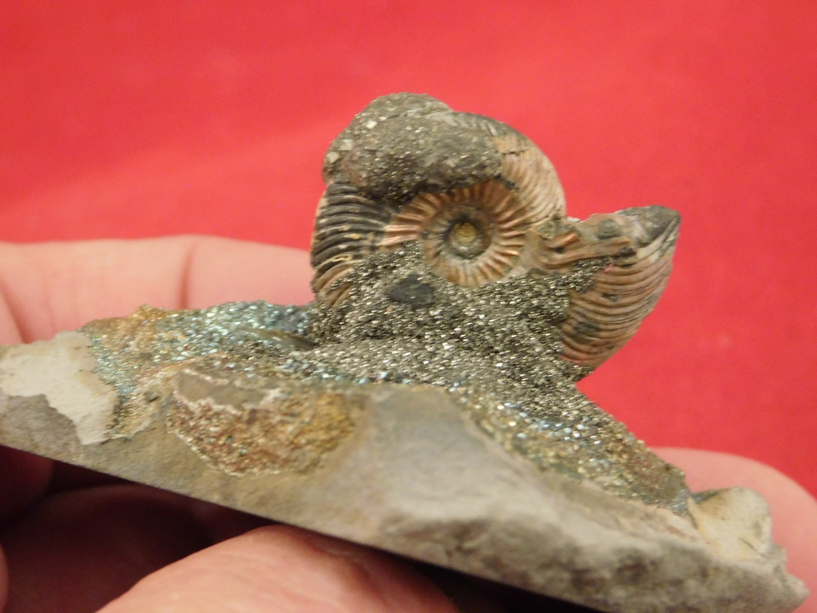 IRIDESCENT AMMONITE Fossil on Rainbow PYRITE! Volga River Saratov Russia 68.8gr