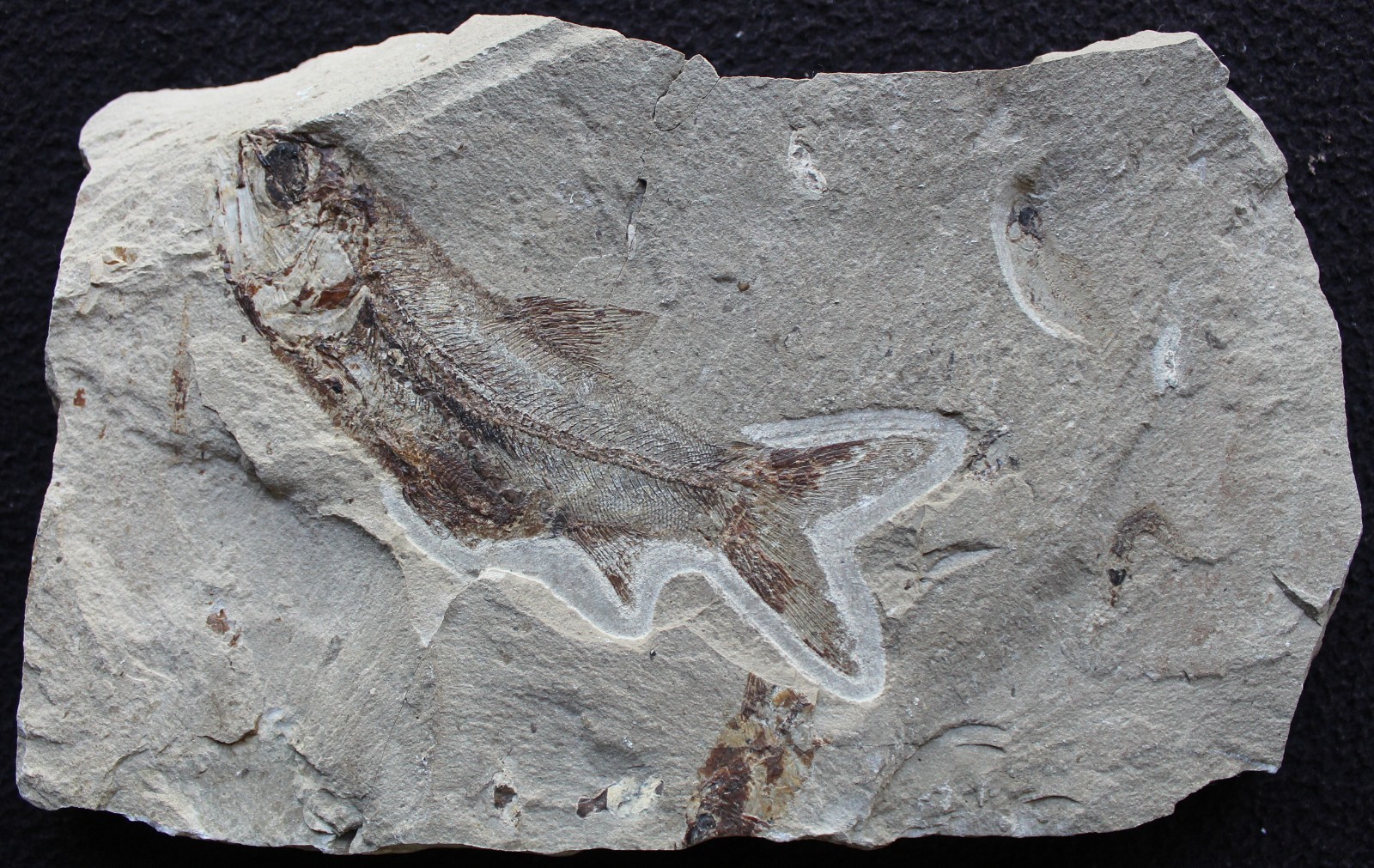 Davichthys 34 - Fish in stomach - Excellent Color - Cretaceous Fossils Lebanon