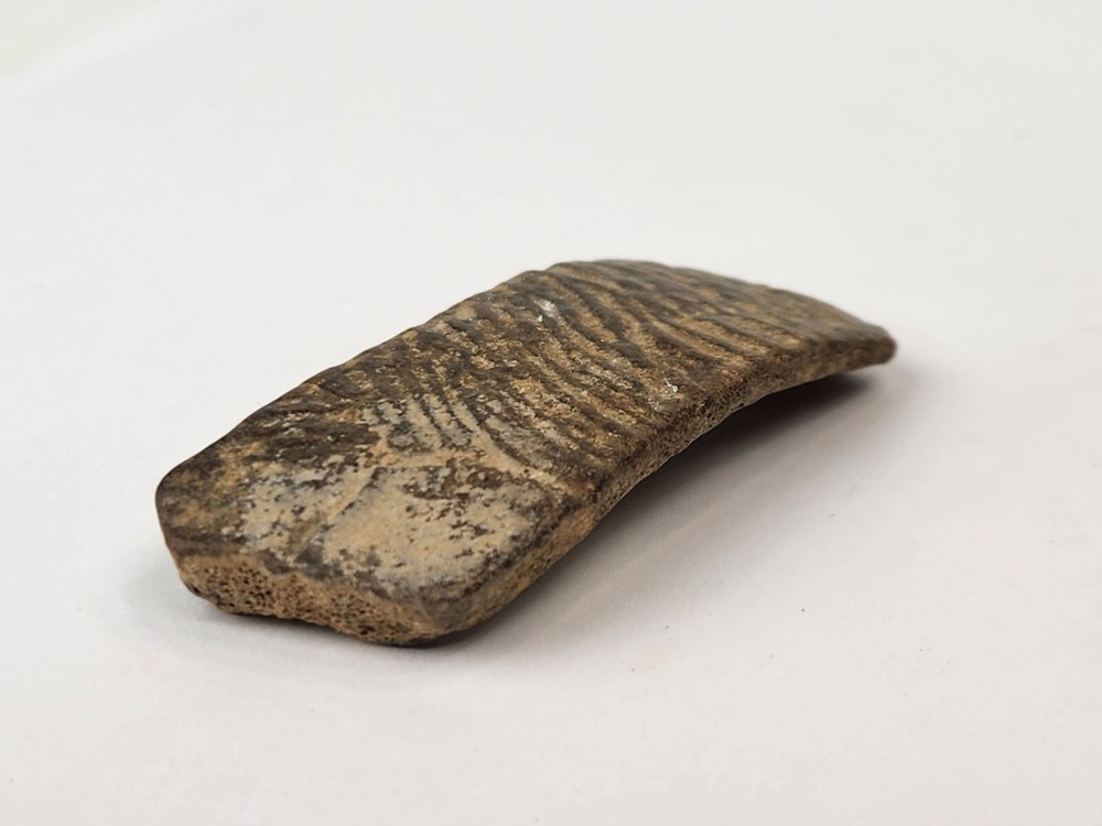 Cretaceous Turtle Shell Fossil - TX