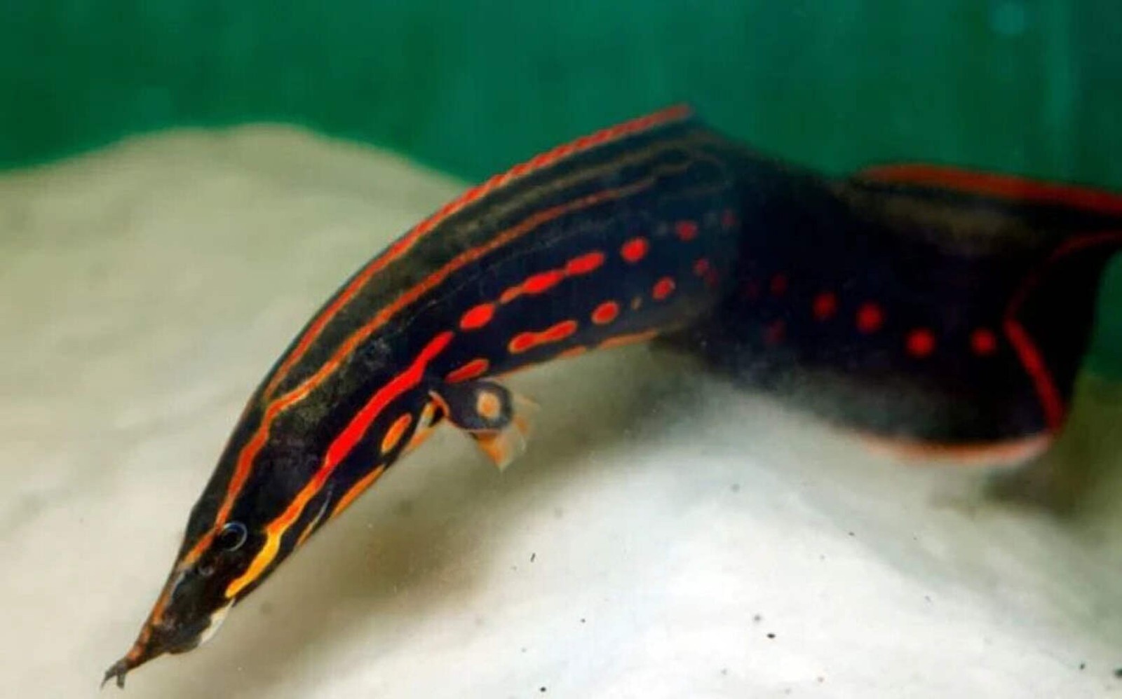 Fire Eel-4–5” – Live Freshwater Aquarium Fish for Large Tanks and Hobbyists