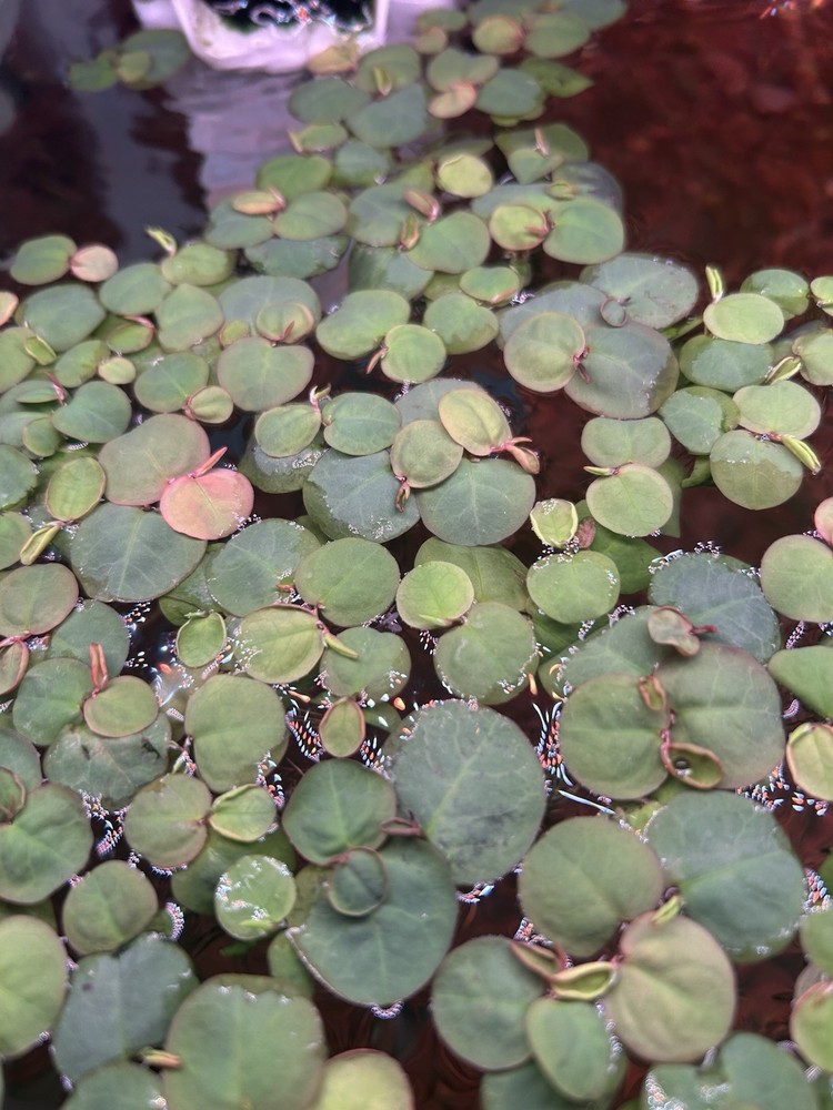 Red Root Floaters-8 in. Portion-Aquarium Plant